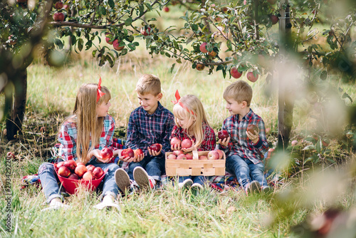 little kids harvest in the apple orchard, they have fun playing and have a good time