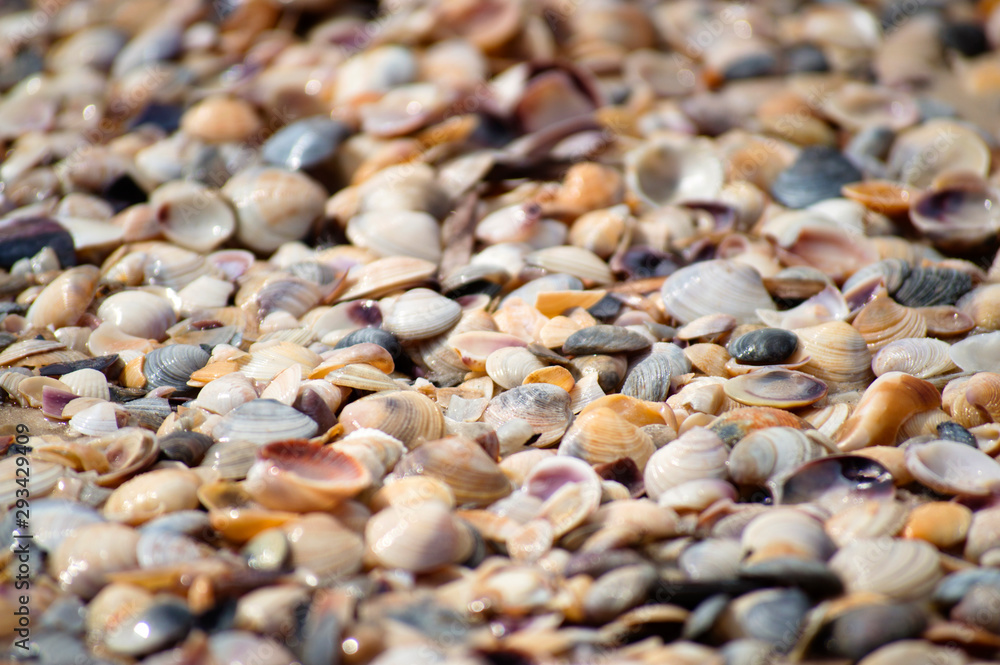 Background of small shells on the sea shore. Various small shell yard texture on the beach.