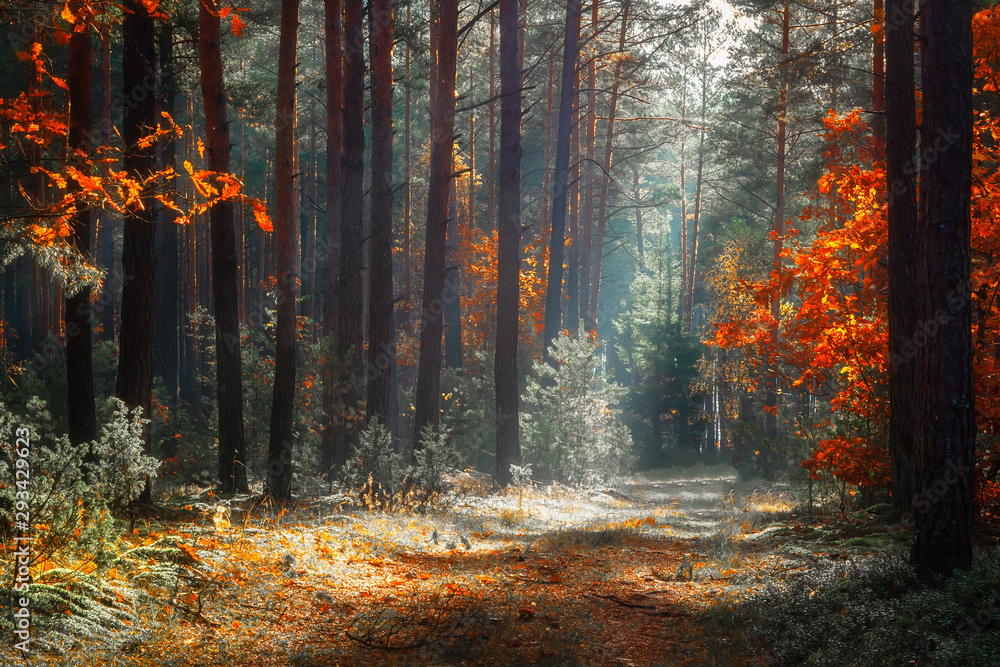 Autumn forest. Fall nature landscape. Beautiful yellow trees in scenic forest in morning sunlight.