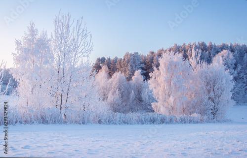 Winter nature landscape. Frosty trees on snowy meadow in morning. Xmas background