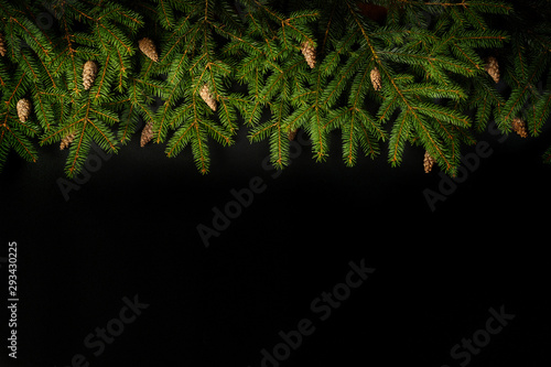 Branch of Christmas tree on black background.