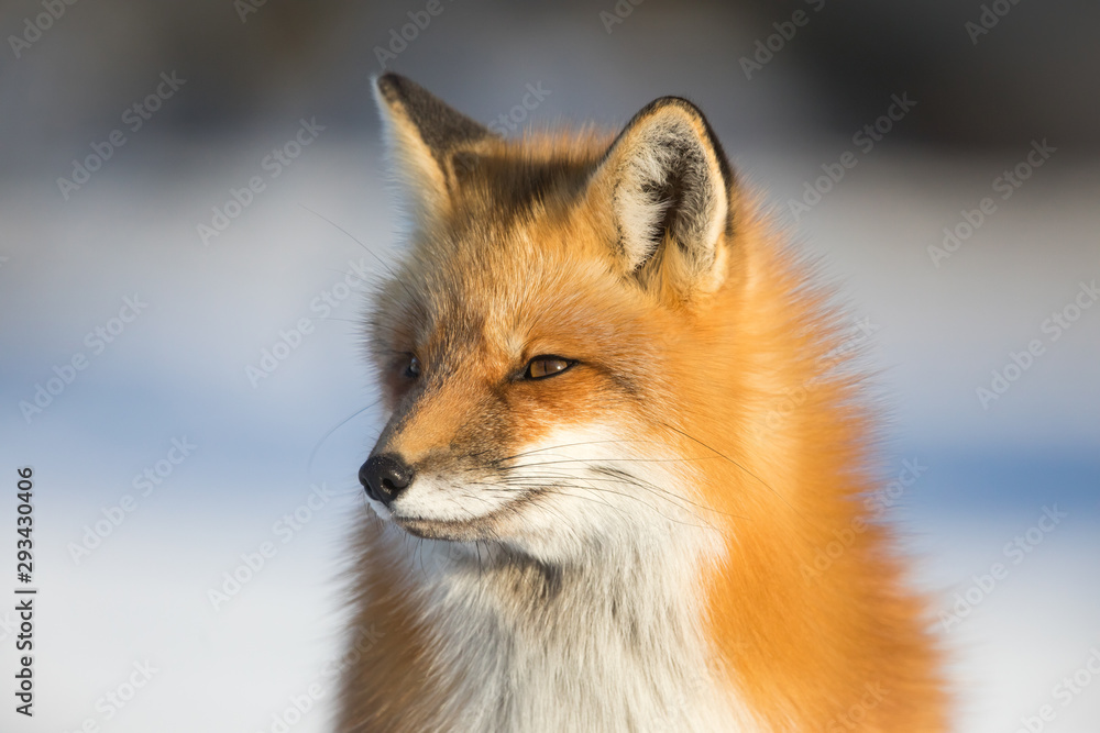Red fox Red fox