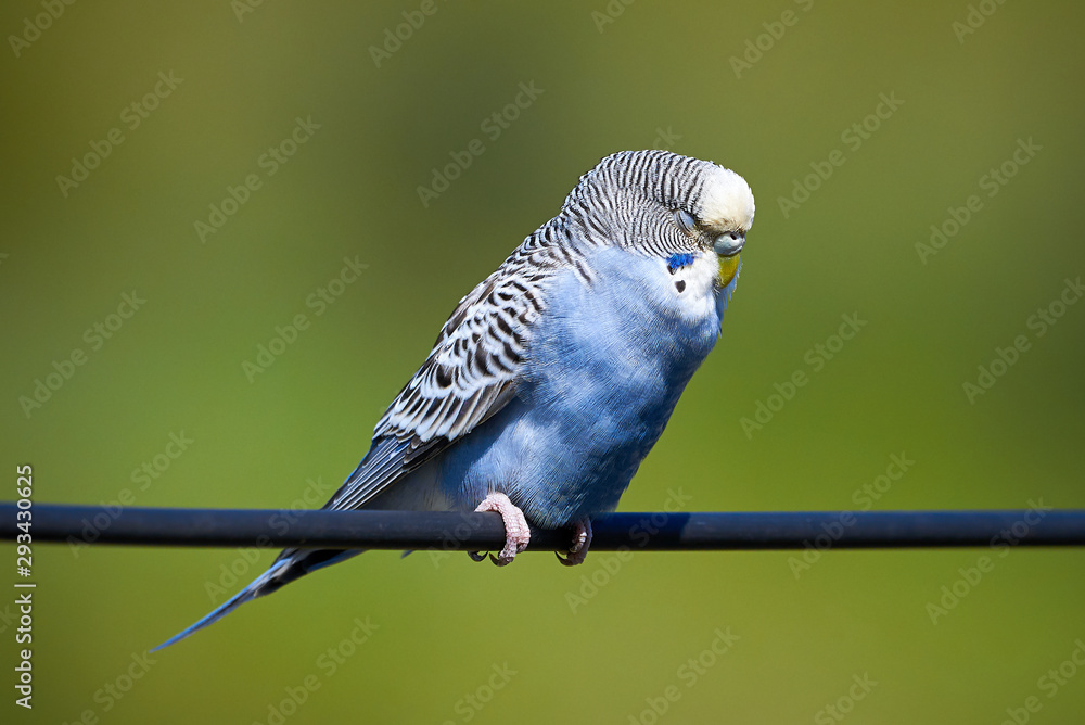 Obraz premium Budgie Bird ( Melopsittacus undulatus ) Sitting On A Wire and Taking a Nap