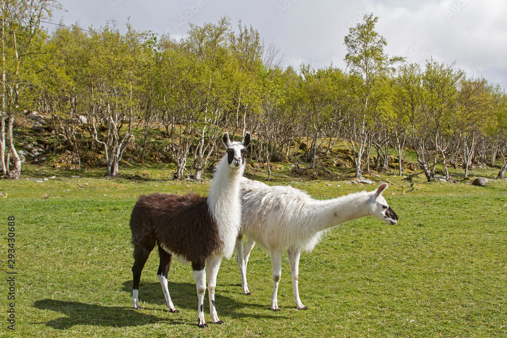 Lamas in Norwegen