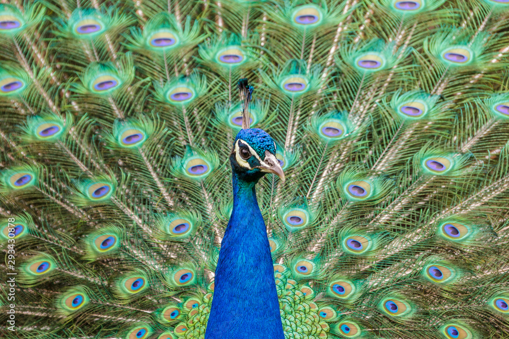 Obraz premium peacock with feathers out