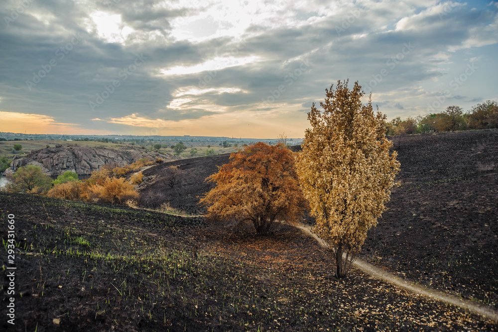 Naklejka premium A path through a scorched field leads to a yellow tree against a blue sky.