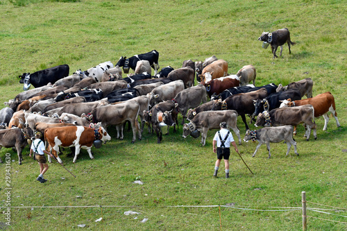 Wallpaper Mural viehscheid im kleinwalsertal Torontodigital.ca