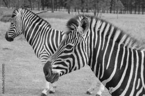 Zebra schwarz weiß