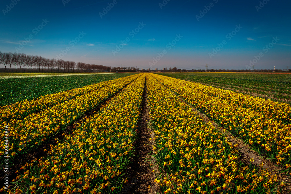 field of yellow tulips