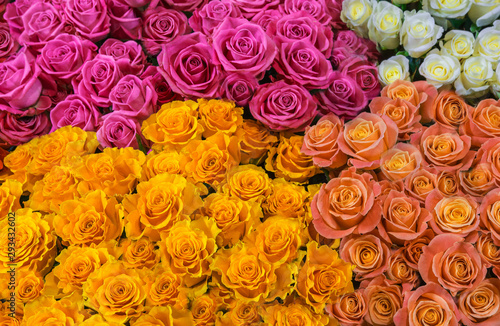 fresh colorful roses   lose-up. background of pink  white and yellow roses.