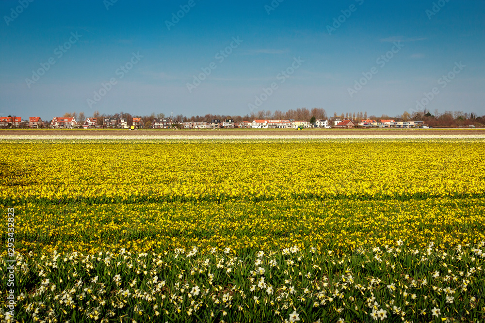 Fototapeta premium field of tulips