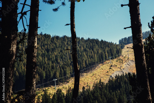 Bansko, Bulgaria, Banderishka Polyana. Pine tree forest  photo