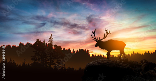deer at sunset