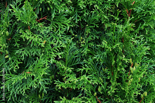 False cypress green branches. Evergreen chamaecyparis tree background