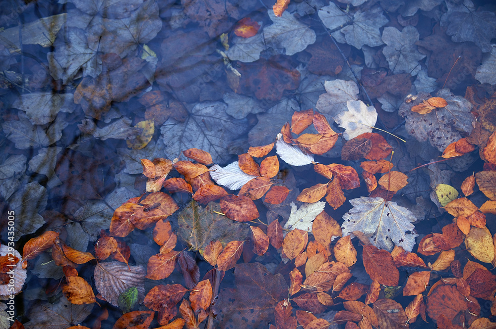 Colorful autumn leaves in a rain puddle