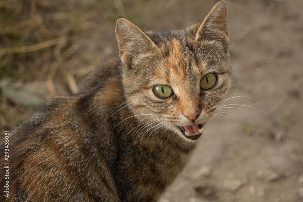 Portrait of a gray cat with open mouth