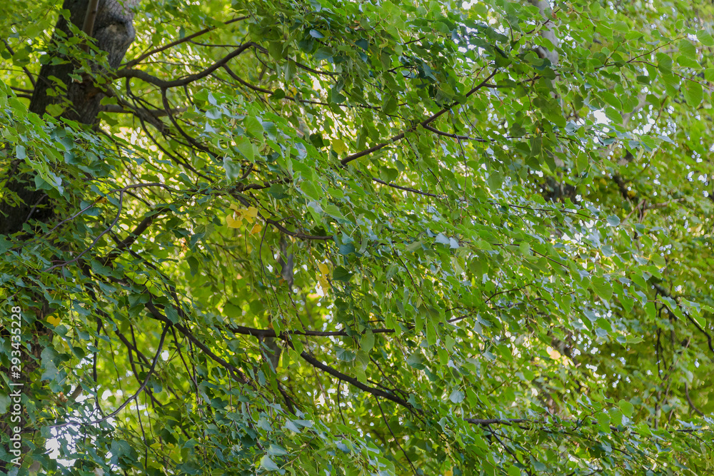Fototapeta premium Crowns of trees against the blue sky.