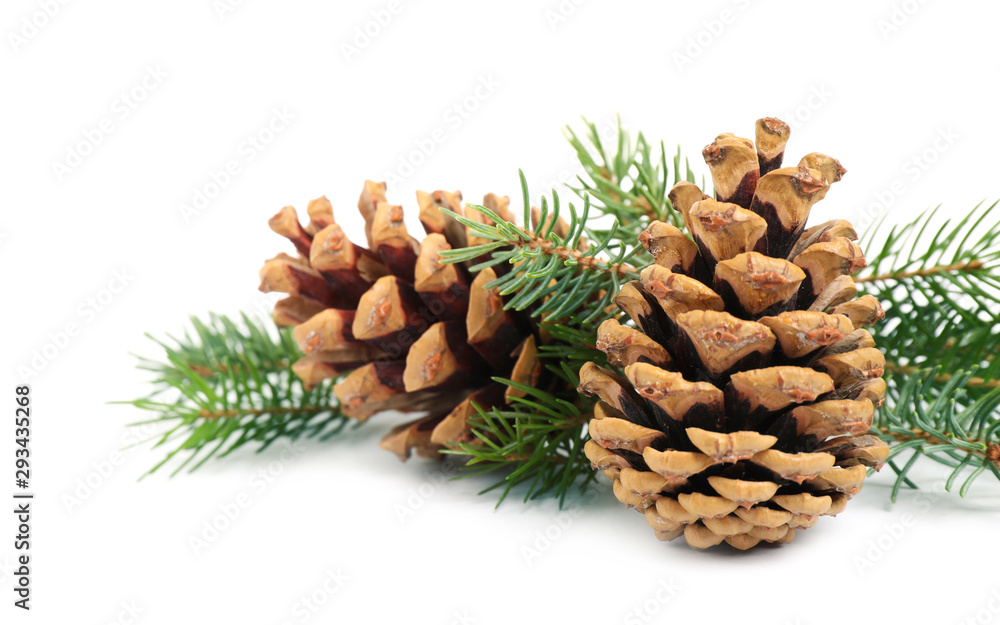 Fir tree branches and pine cones on white background, closeup Fir tree branches and pine cones on white background, closeup