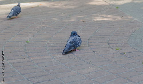 Gray pigeons on the pavement in the park. photo