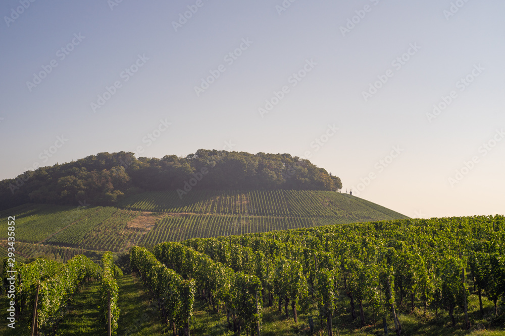 Fototapeta premium Wine Yards in Sunrise close to the Mosel in Remerschen, Luxemburg