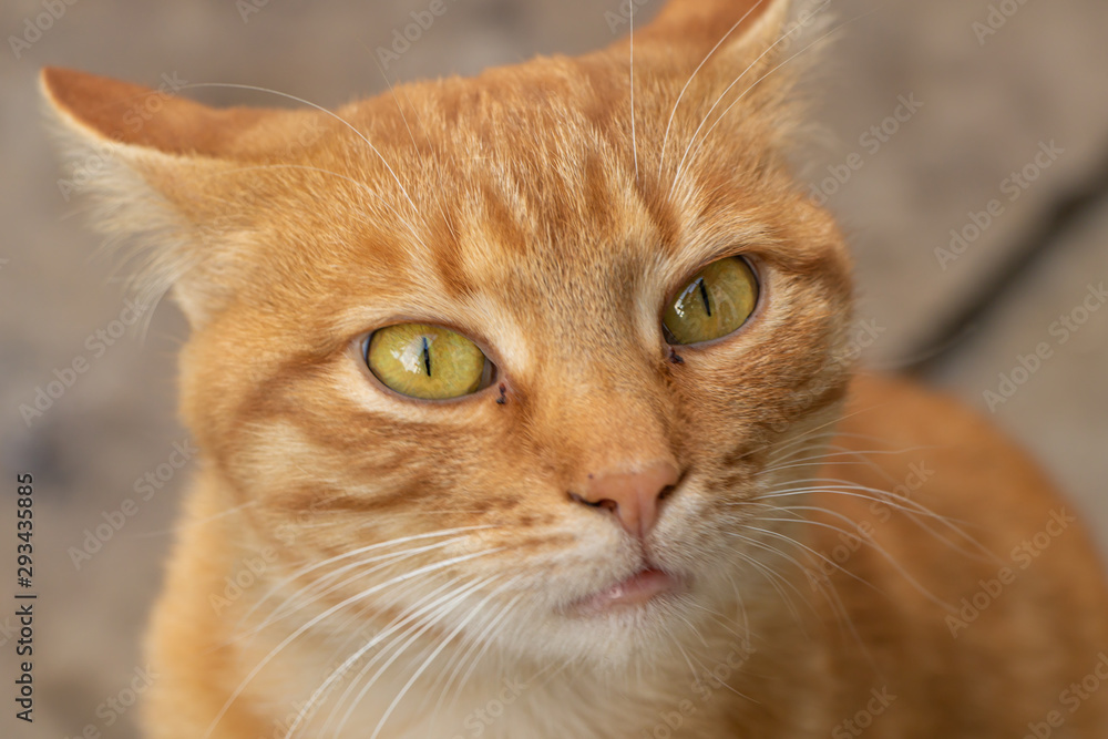 Orange cat close up curious, waiting for the food Orange cat close up curious, waiting for the food