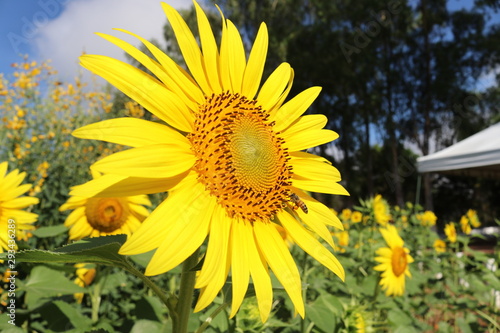 Girasol