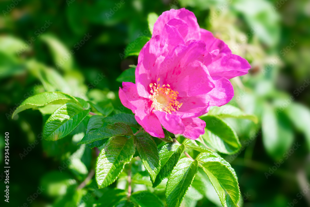 Bright pink blooming flowers of dog rose and green leaves on sunbeams in summer time, medicinal herbs for a health and healing Bright pink blooming flowers of dog rose and green leaves on sunbeams in summer time, medicinal herbs for a health and healing