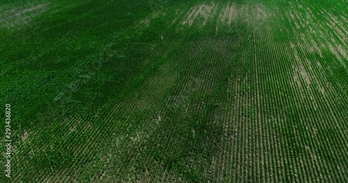 Aerial View Over Cornfield Landscape, Sweden photo