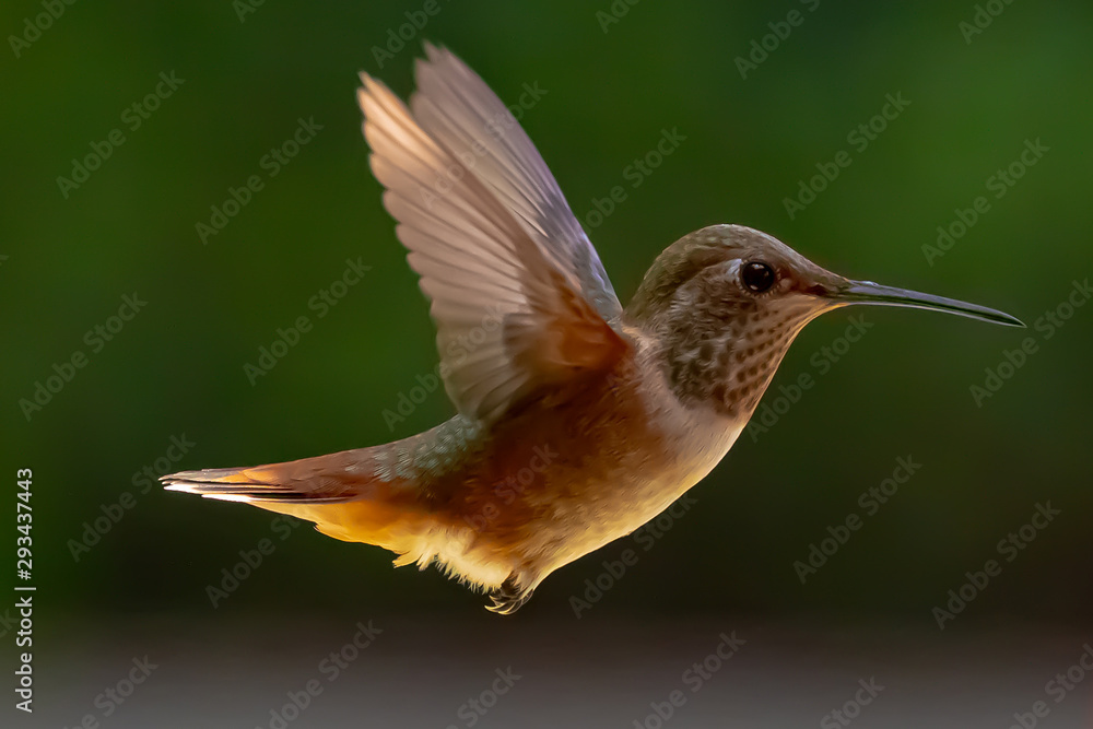 Fototapeta premium hummingbird in flight