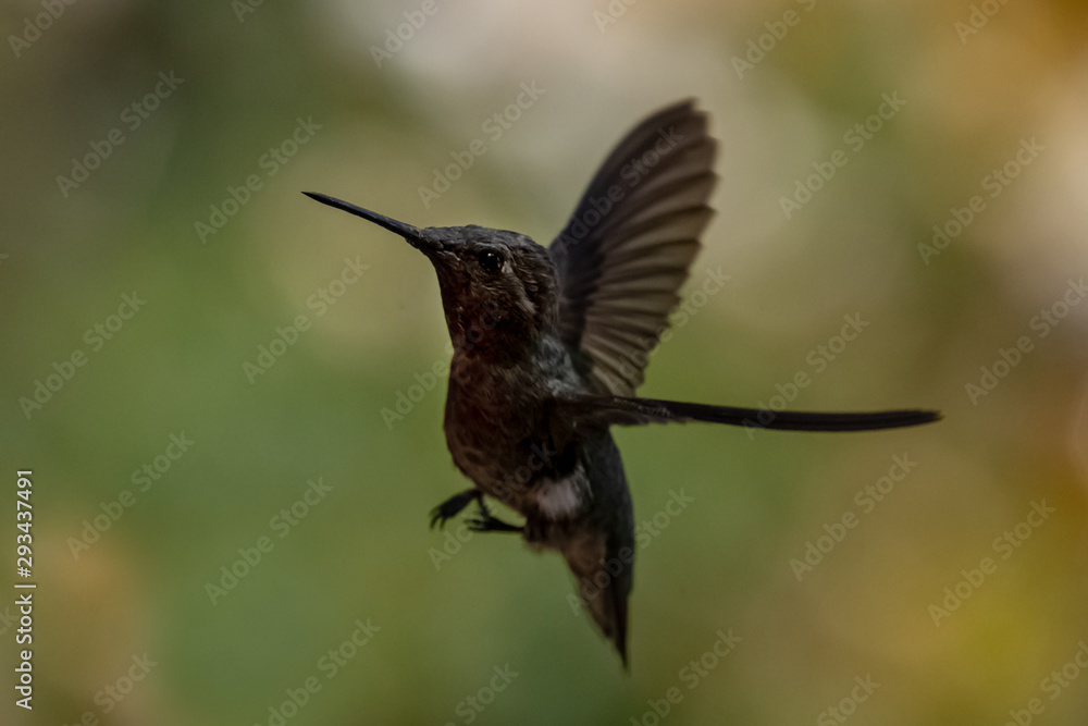 Fototapeta premium Black Humming bird