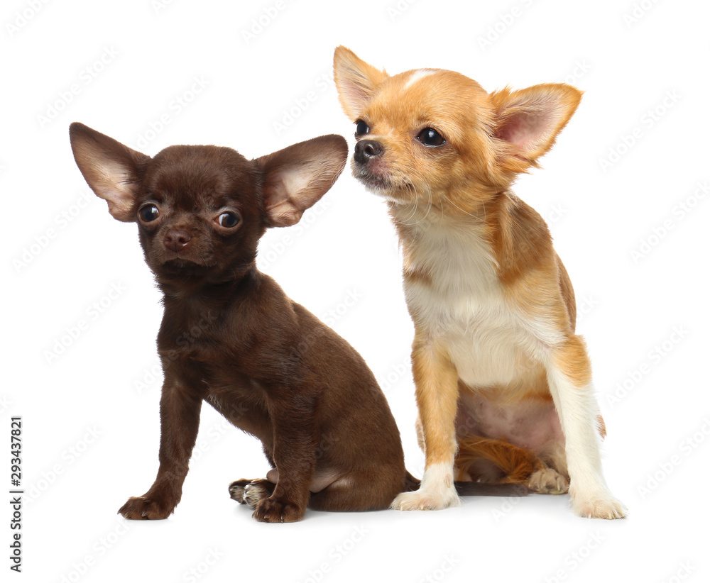 Cute small Chihuahua dogs on white background