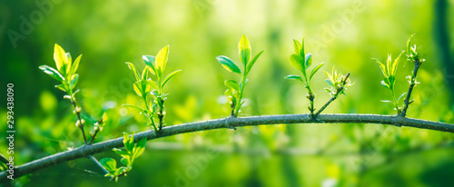 Valokuva Fresh young green leaves of twig growing in spring