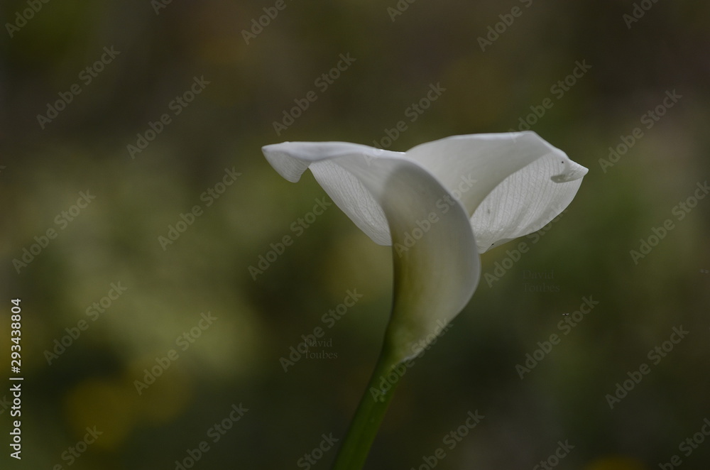 calla of the valley calla of the valley