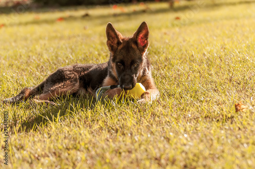 Fototapeta Naklejka Na Ścianę i Meble -  Portrait of a german shepherd puppy while resting and playing with a bacll in a backyard