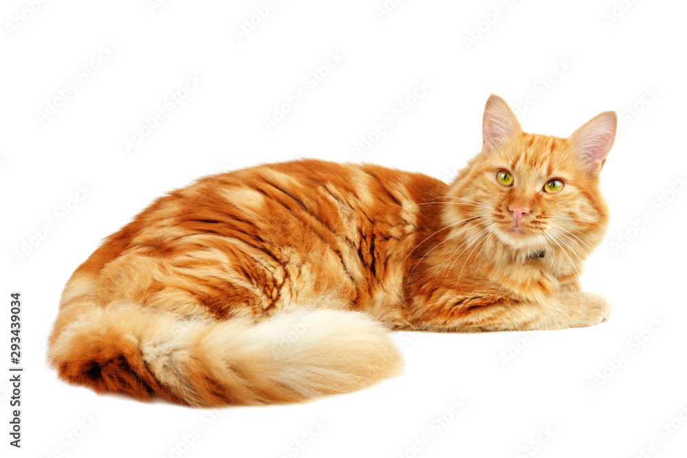 Fototapeta premium Ginger cat dozing