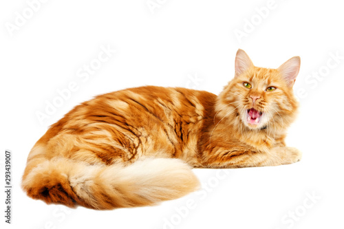 Ginger cat yawnig