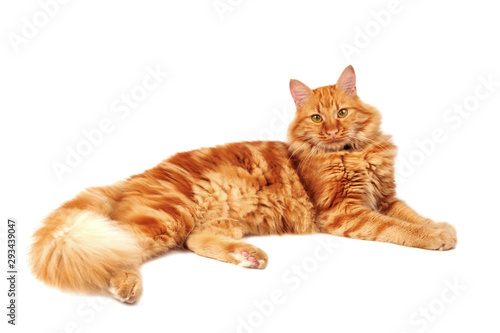 Ginger cat relaxing