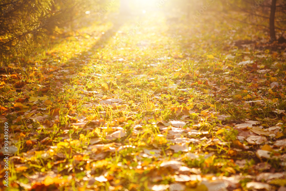 fallen autumn leaves on grass in sunny morning light, toned photo Beautiful autumn landscape with fallen yellow leaves and sun. Colorful foliage in the park. Falling leaves natural background fallen autumn leaves on grass in sunny morning light, toned photo Beautiful autumn landscape with fallen yellow leaves and sun. Colorful foliage in the park. Falling leaves natural background