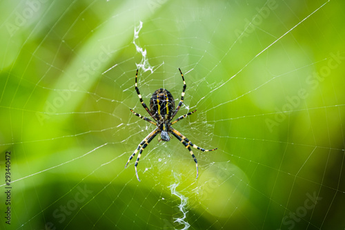 Wasp Spider (Argiope bruennichi) in the spider net.