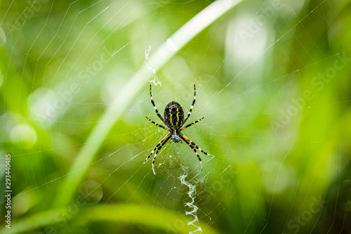 Wasp Spider (Argiope bruennichi) in the spider net.