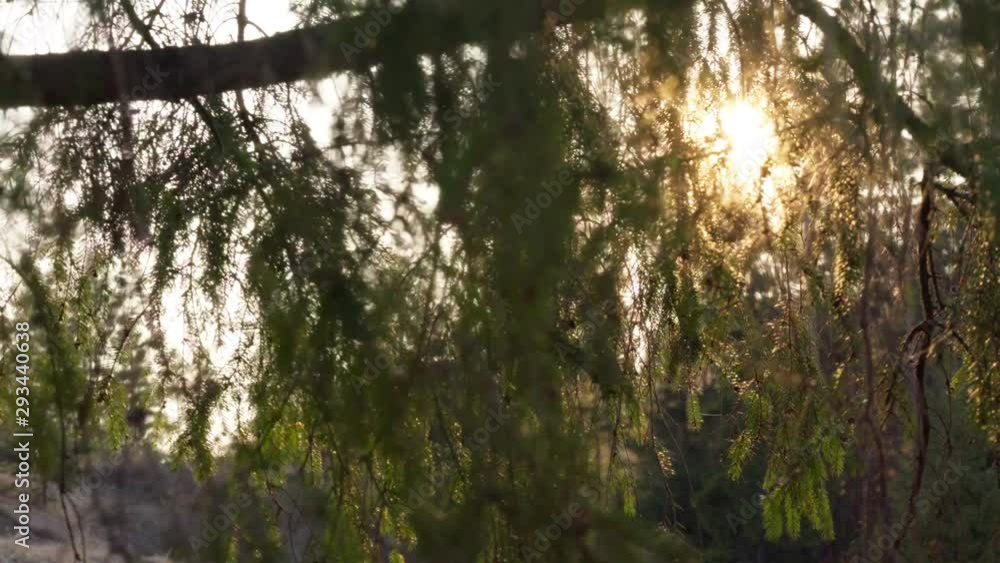 Afternoon sun shines through spruce tree branches moving in wind Afternoon sun shines through spruce tree branches moving in wind