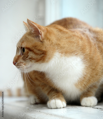 plump red with a white cat photo