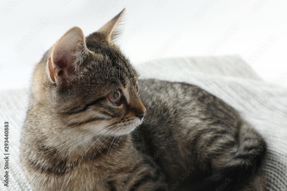 Grey tabby cat lying on knitted blanket against white background. Adorable pet