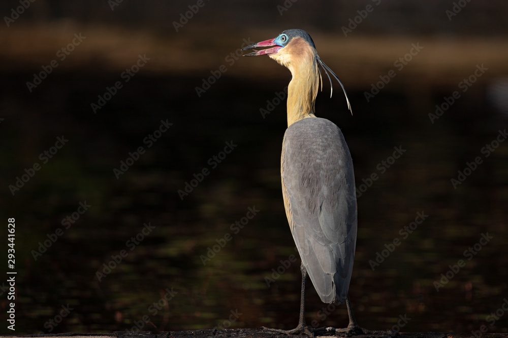 Obraz premium Wild whistling heron (Syrigma sibilatrix) open the beak like laughing. Funny animals.