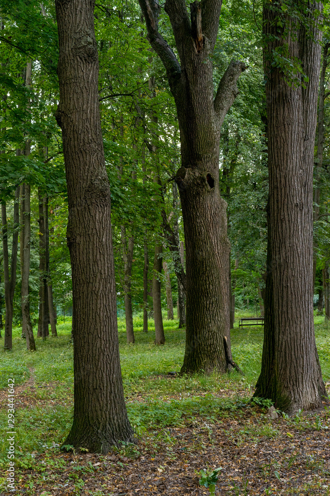 trees in the forest trees in the forest