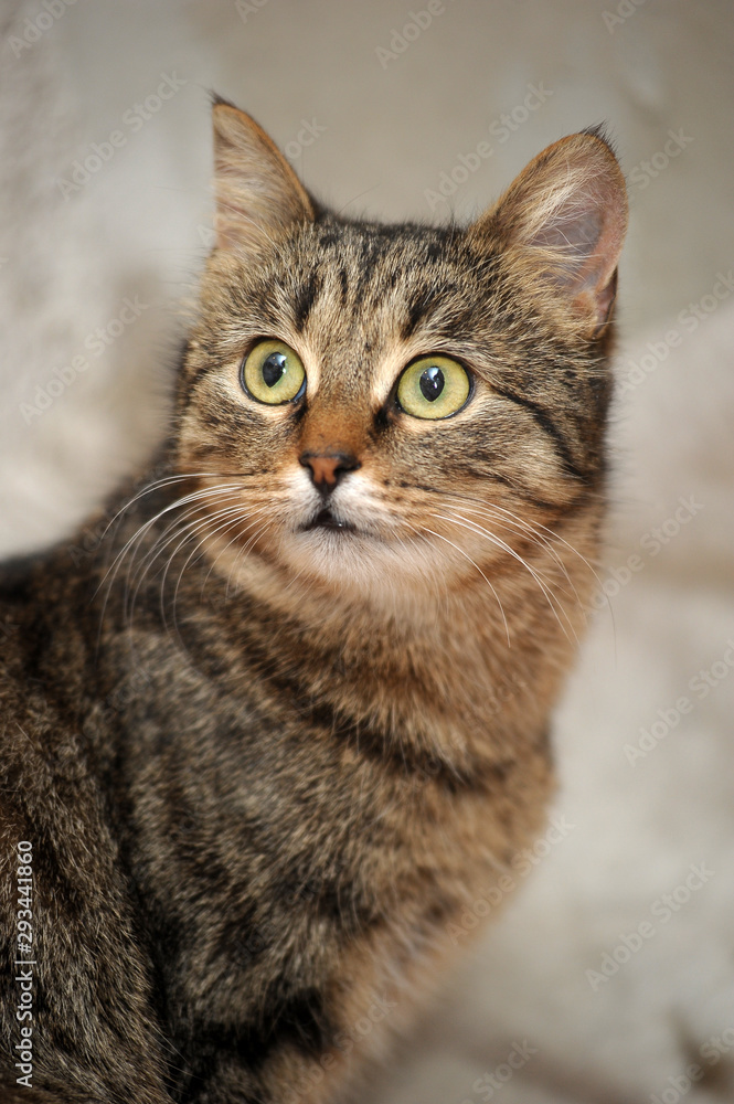 beautiful brown striped cat portrait