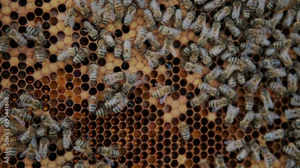 Beekeeper working in the apiary: bees fly swarm in honeycomb. A panel from the beehive with a lot of bees, close up. Bees produce wax, honeycombs. Bee with its movements tries to dump it from there. Beekeeper working in the apiary: bees fly swarm in honeycomb. A panel from the beehive with a lot of bees, close up. Bees produce wax, honeycombs. Bee with its movements tries to dump it from there.