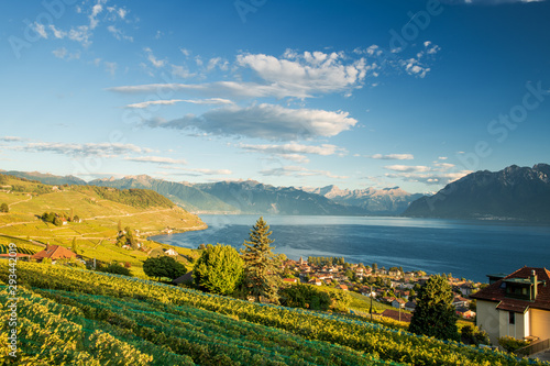 Scenery view of vineyards of the Lavaux region over Leman lake  Geneva Lake  with French Alps  blue sky and white clouds  Switzerland