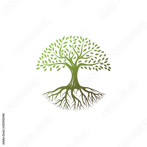 Tree logo design vector template.tree with root icon in circle shape