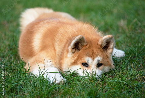 Nice akita dog in the park